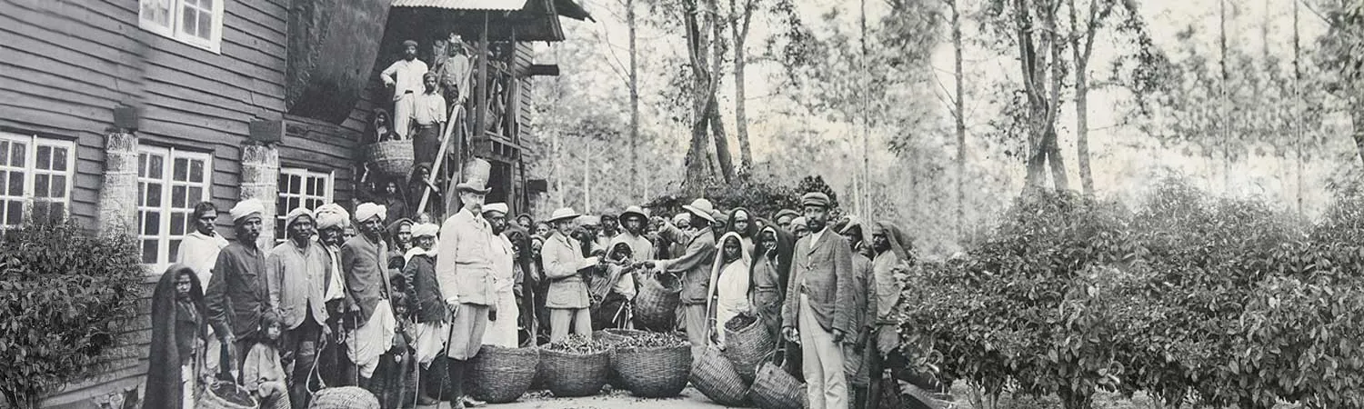 A Ceylon tea estate in the early 20th century, workers and planter with baskets of fresh-plucked leaf